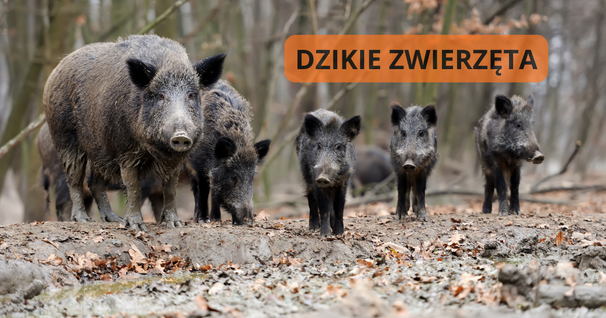Dziki na zdjęciu