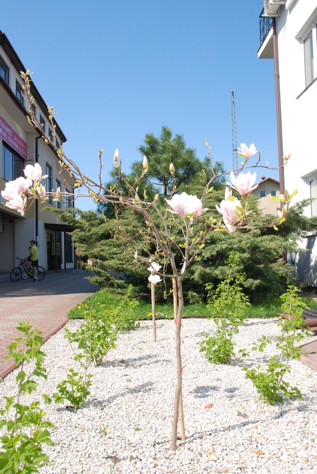 Wiosna w rozkwicie - magnolie