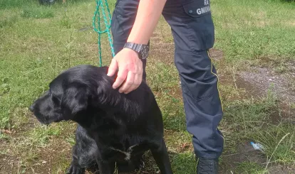 Na zdjęciu czarna suczka, właściciel poszukiwany